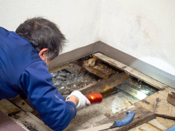 Best Fast Mold Removal  in Thonotosassa, FL