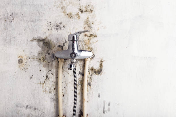 Best Black Mold Removal  in Thonotosassa, FL
