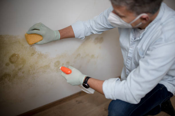 Best Crawl Space Mold Removal  in Thonotosassa, FL