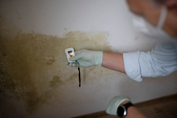 Crawl Space Mold Removal in Thonotosassa, FL