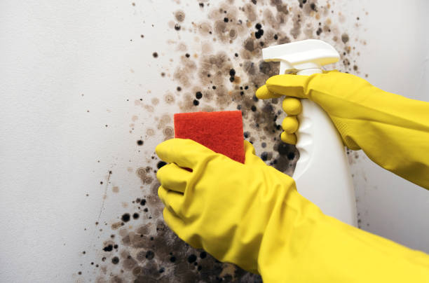Certified Mold Removal in Thonotosassa, FL