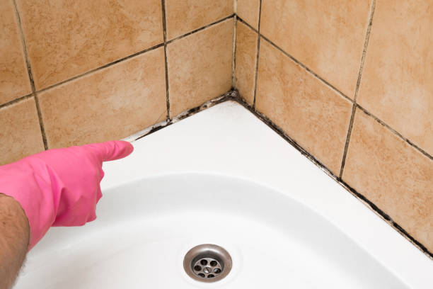 Mold Testing and Removal in Thonotosassa, FL